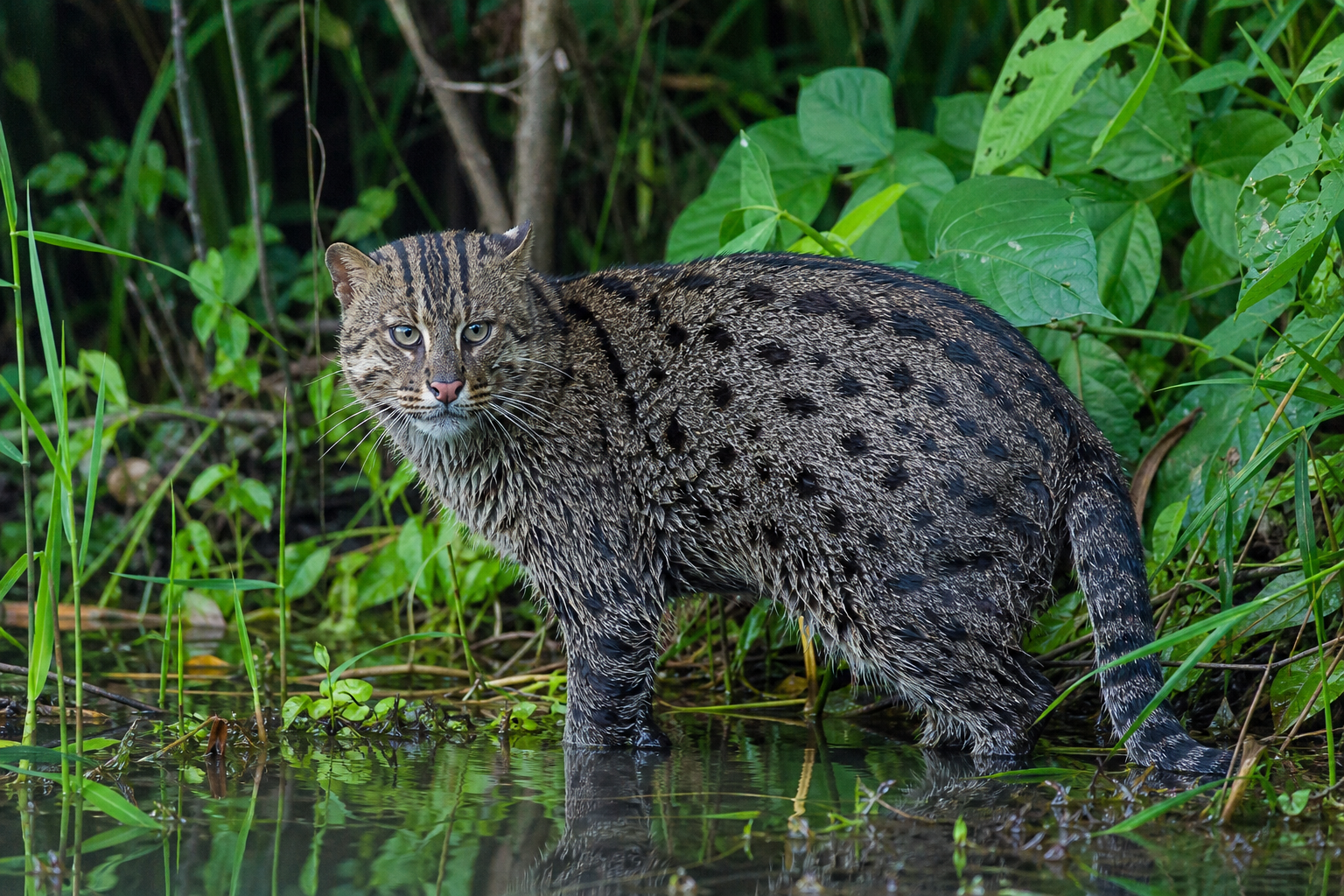Chat viverrin : le félin pêcheur à ne pas confondre