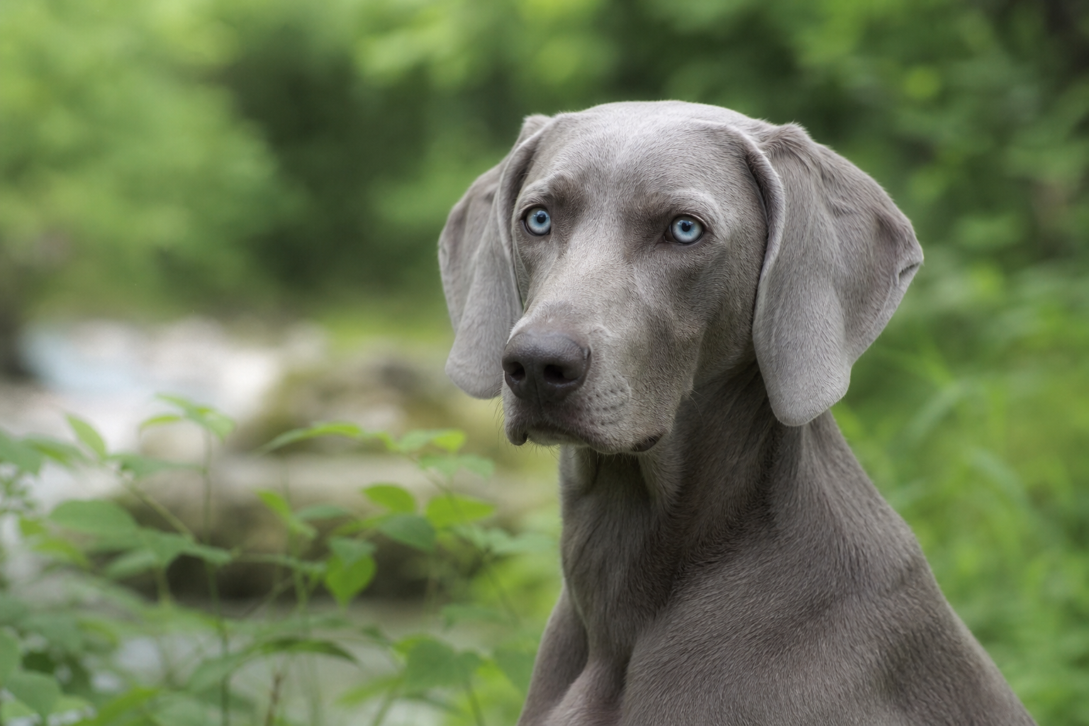 Pourquoi un chien gris aux yeux bleus mérite un choix réfléchi