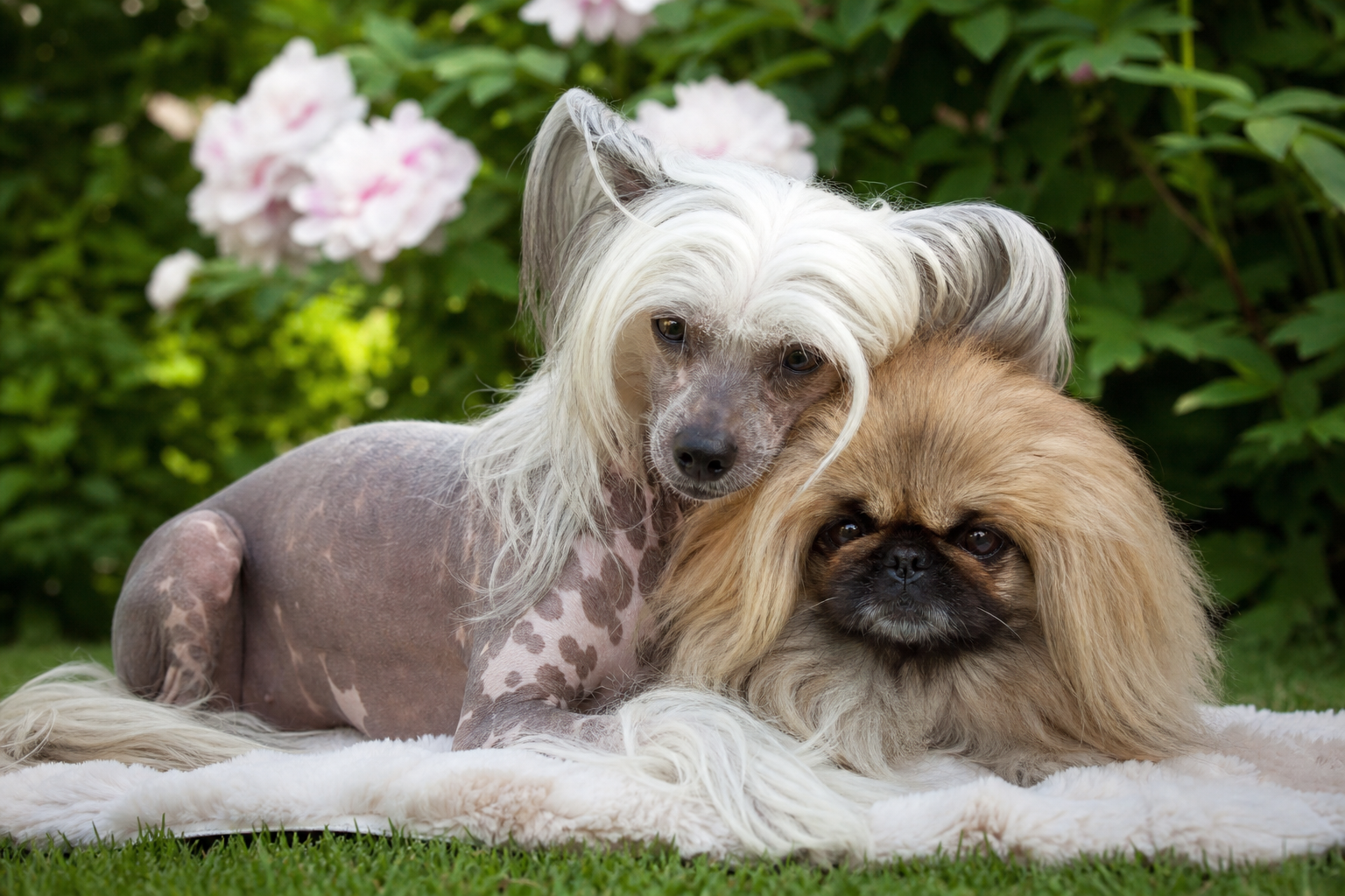 Pourquoi le chien le plus laid du monde ne définit aucune race