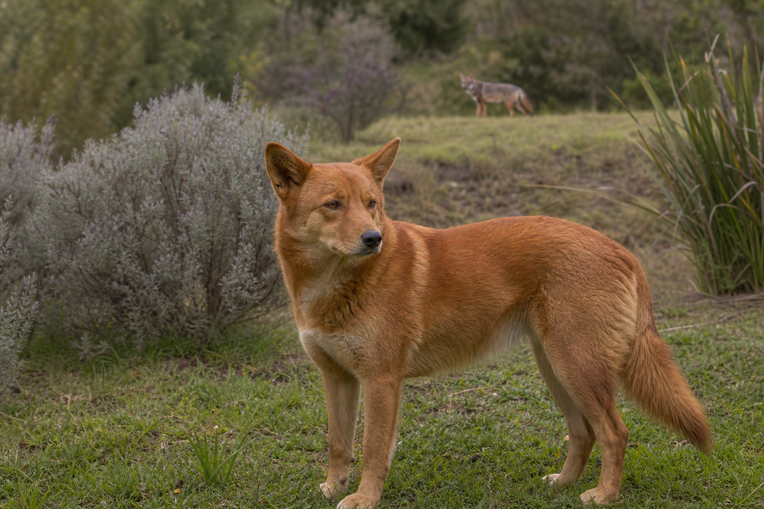 Un croisement chien-renard existe-t-il vraiment ?
