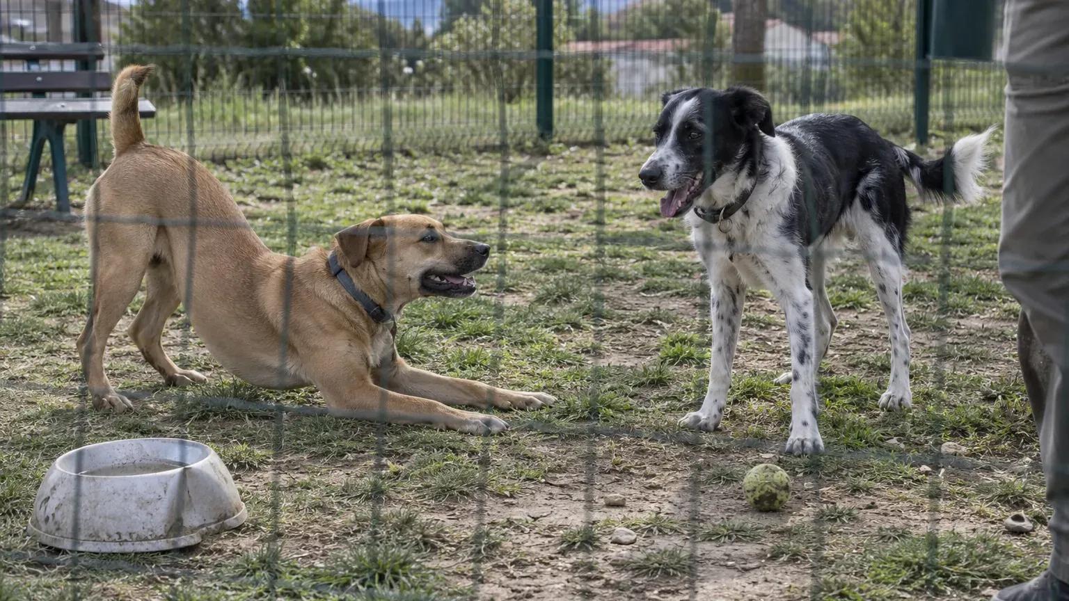 Jeu entre chiens : pourquoi ils copient la mine de leur partenaire, et ce que les chercheurs de Pise en concluent