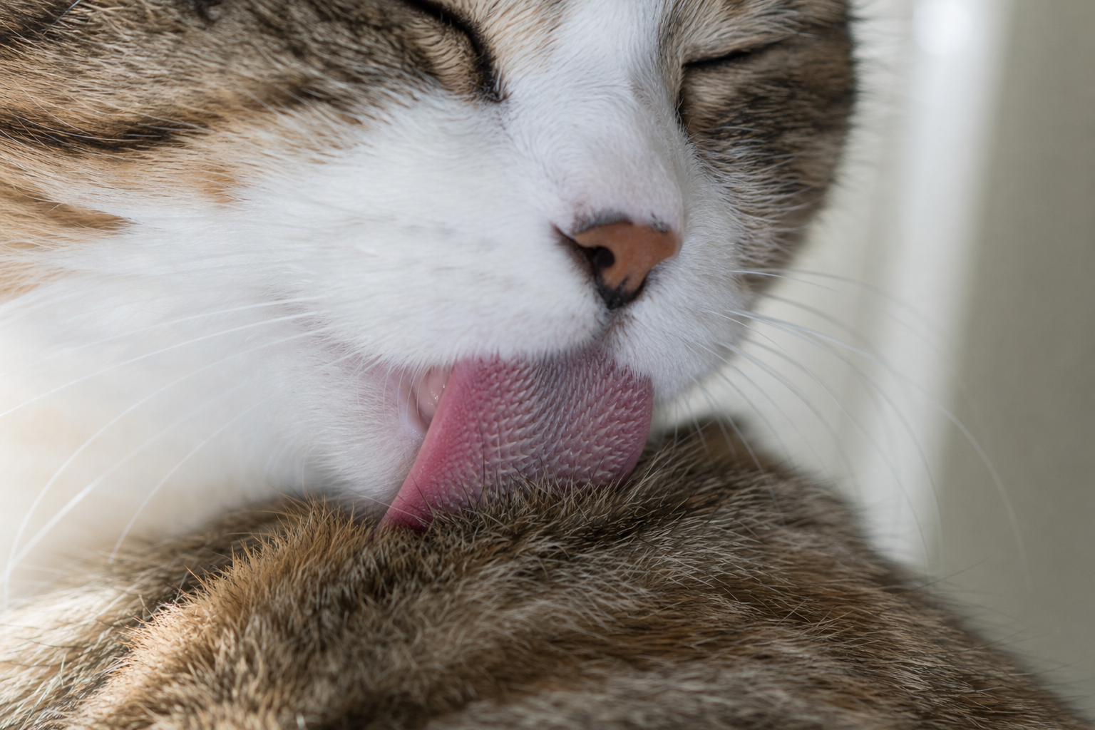 La langue d’un Chat est râpeuse : ce qu’elle révèle